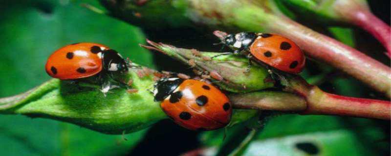 火瓢虫是真实存在的吗 火瓢虫为什么不伤害杨雪莉