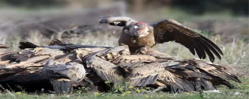 秃鹫吃活物吗 秃鹫会攻击活人吗