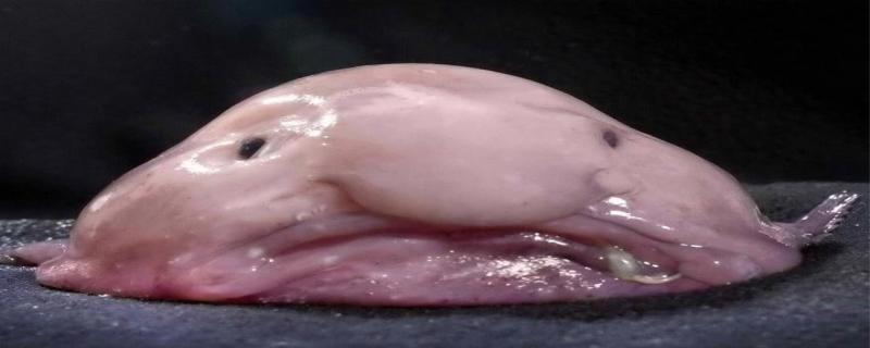 水滴鱼可以吃吗 水滴鱼是保护动物吗