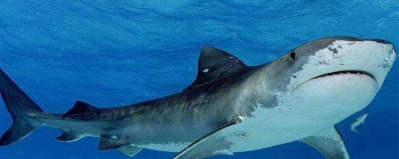 鲸鲨是鲸鱼还是鲨鱼，鲸鲨的天敌