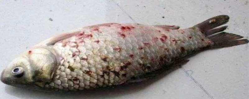 鱼虱子对人有什么危害 鱼虱子怎么彻底去除