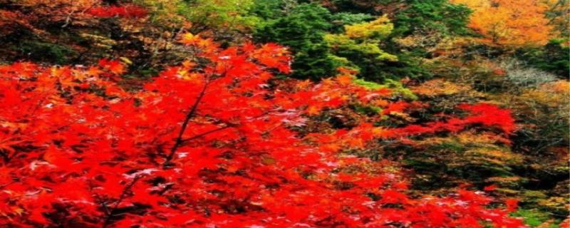 香山红叶什么时间最红,香山红叶什么时候开始红