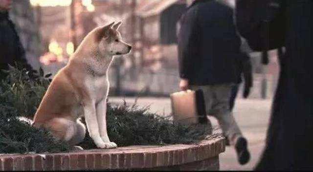 忠犬八公是什么狗