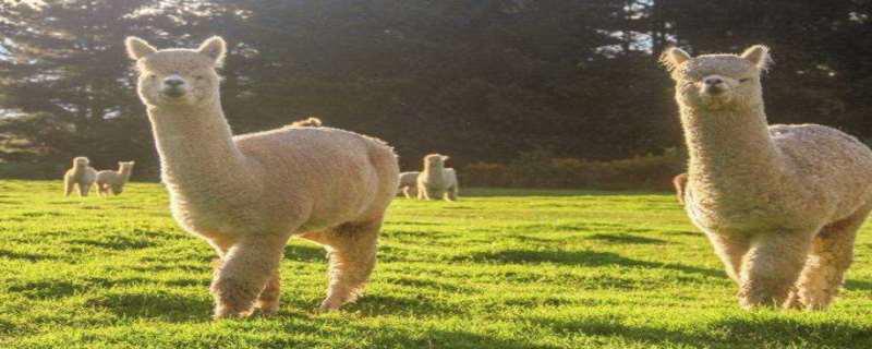 羊驼为什么叫草泥马，羊驼为什么吐口水