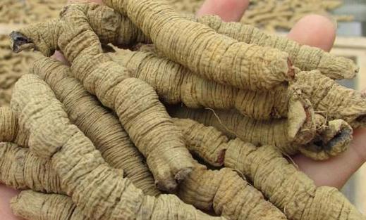 一味中药使男人更坚硬