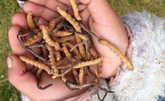 藏药壮阳一号胶囊多少钱一盒【图片 价格 功效作用】