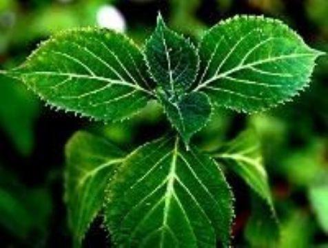 金枪不倒药10粒装胶囊 多少钱一盒 价格