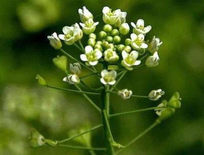如何吃荠菜花降低血压