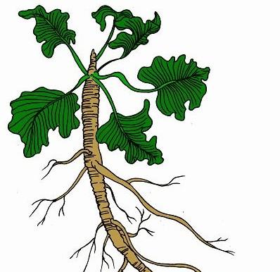 牛蒡降血糖你知道吗？