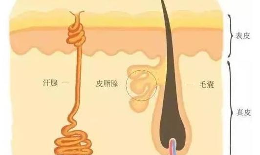 去除黑头的最佳和最差方法