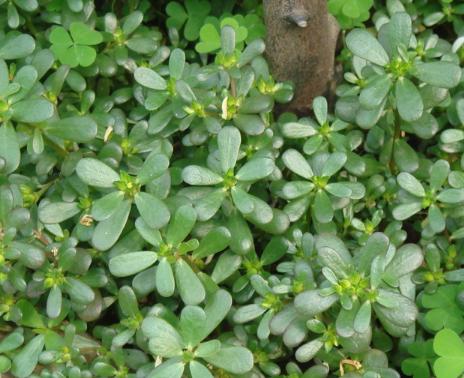 马齿苋既能祛痘又能治疗皮肤病你知道吗？