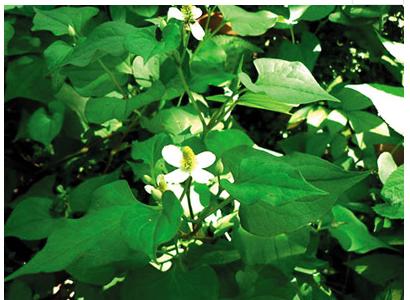 这些食物能祛痘你都了解吗？