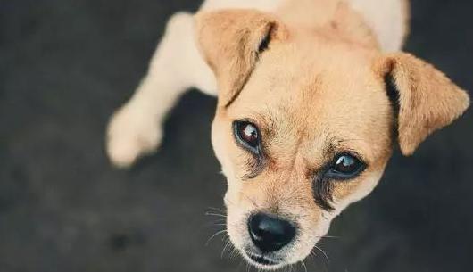 狂犬病症状特点