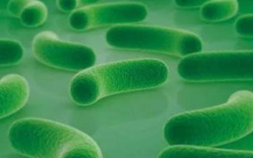 益生菌促进消化系统健康的 8 种方式