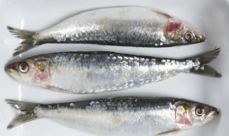 欧米茄3：鱼油是保持健康的秘诀吗？