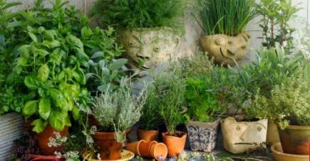 6种可以使您保持健康的常见草药