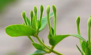 秋季怎样养肝护肝？这5种中药帮你去肝火、养肝脏
