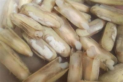 蛏子美味但哪些部位是不能吃的