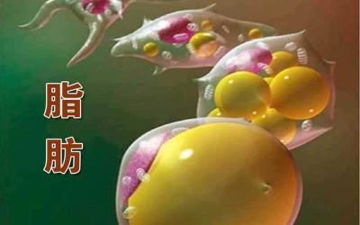 脂肪肝该如何饮食