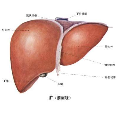 肝损伤的危害你知道吗?