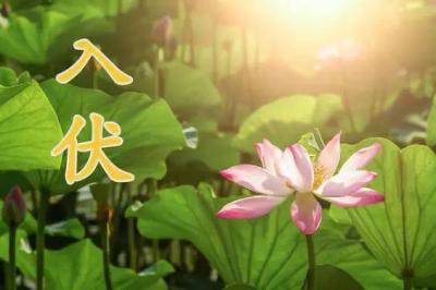 三伏天怎样养生，说说三伏天的养生技巧