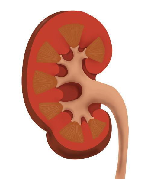 肾需要补，但是不能盲补，补肾这些东西需要注意