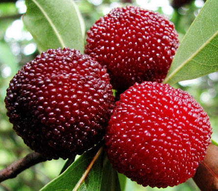 哪些解酒饮料比较好呢？