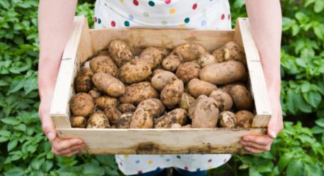 减肥：15种食物可让您长久饱腹