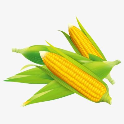 热量低又容易饱的食物有哪些?