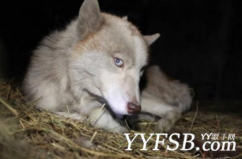 深度剖析china（舞帝）MC利哥是不是“白眼狼”