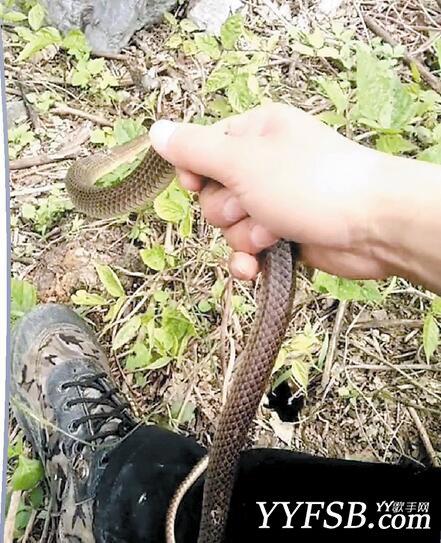 网络直播又摊上事了 快手“粤F蛇哥”直播抓蛇过程被警察抓了