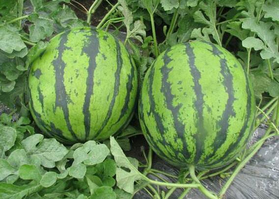 虎牙抽“大西瓜”是什么意思，虎牙主播抽大西瓜代表的是什么礼物