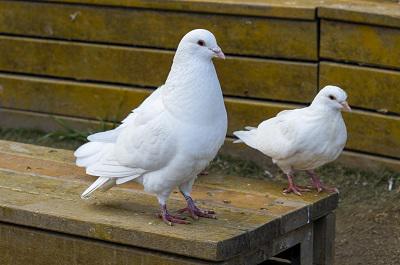 吃什么补肾壮阳最快速 五种食物建议多吃