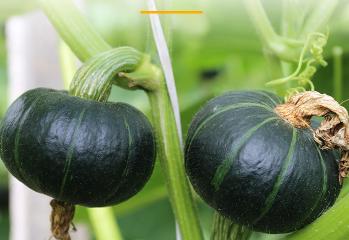 10大雌性激素多的食物 这10种食物你知道吗？