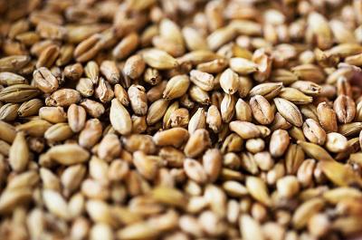 专治肥胖减肥的特效草药 推荐四种减肥草药