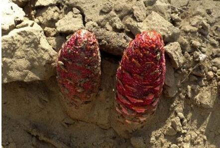 大芸是什么 详解大芸几大功效