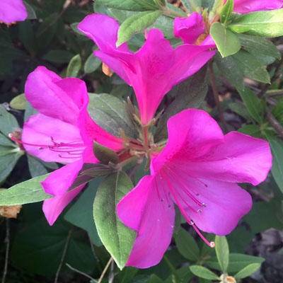 揭秘男人婚后为什么会发胖？