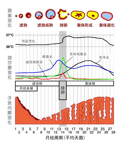 啪啪太用力黄体易破裂？男生女生都要了解