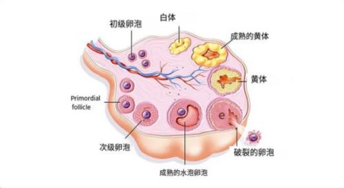 黄体破裂到底有多严重?看完不敢用力爱爱了