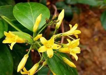 断肠草有什么作用，断肠草有什么功效