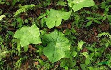 八角莲的功效与作用，药用价值如此之高令人乍舌！