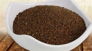 菟丝子是什么东西？菟丝子图片