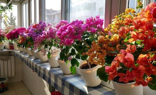 夏季健康养生的一些生活小常识，夏季养生重在养心