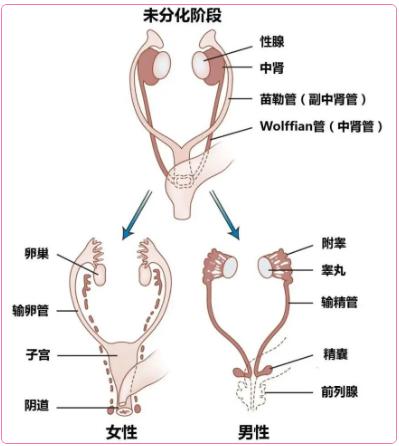 男生的蛋蛋中间为什么有条缝
