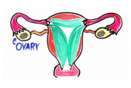 同房时，私处发出“噗噗噗”的声音