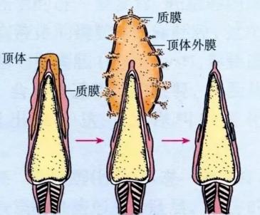 泳池游泳后女生意外怀孕?真相是……