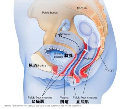 阴道到底有多长？阴道长短影响性生活吗