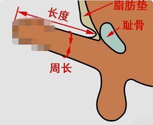 禁欲太久的男人，性功能会发生哪些变化