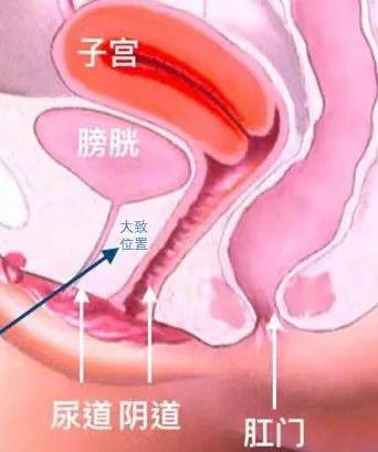 同房时想尿尿怎么办？被啪到想尿尿是怎样一种体验
