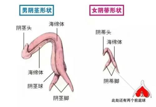 同房时想尿尿怎么办?被啪到想尿尿是怎样一种体验